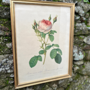 Redouté "Rosa muscosa multiplex"