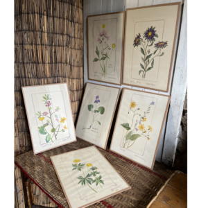 Série de 6 aquarelles botaniques